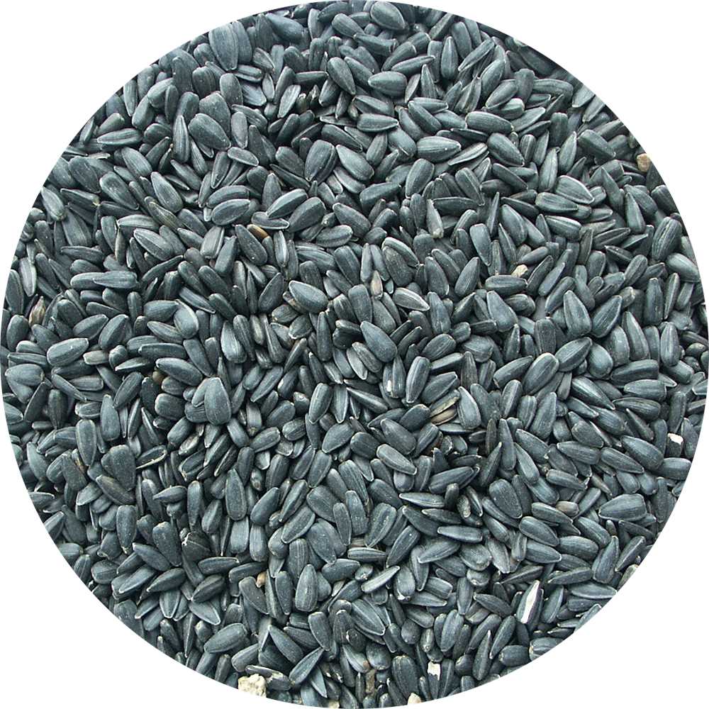 My Bird Schwarze Sonnenblumenkerne