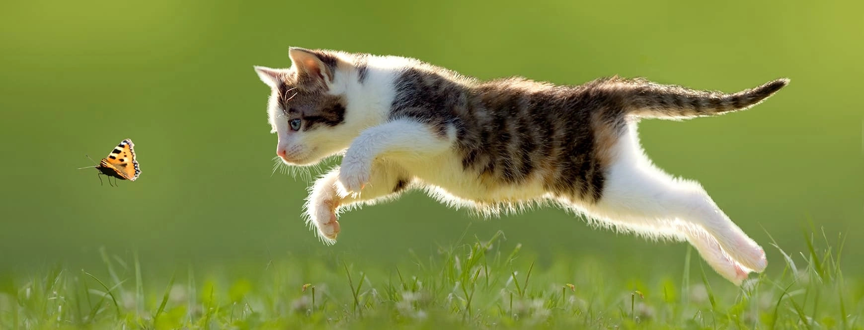 BOXENGOLD (Katze)