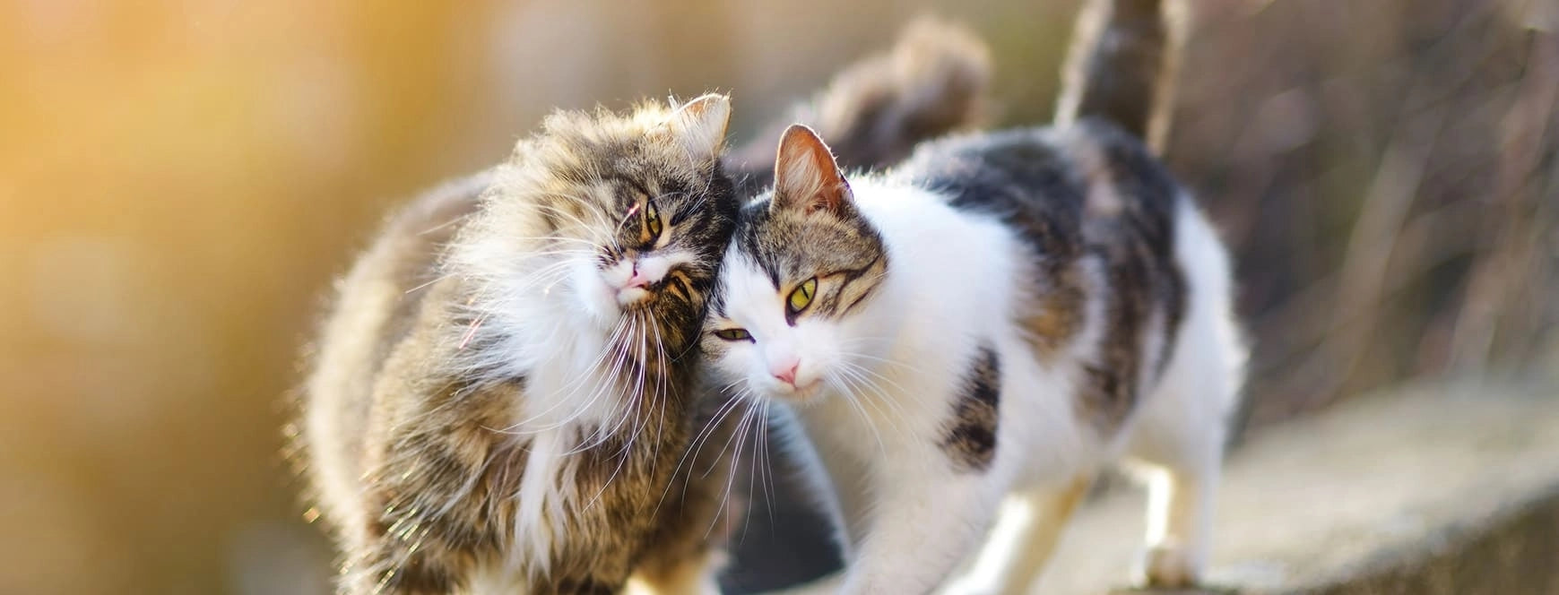 BOXENGOLD (Katze)
