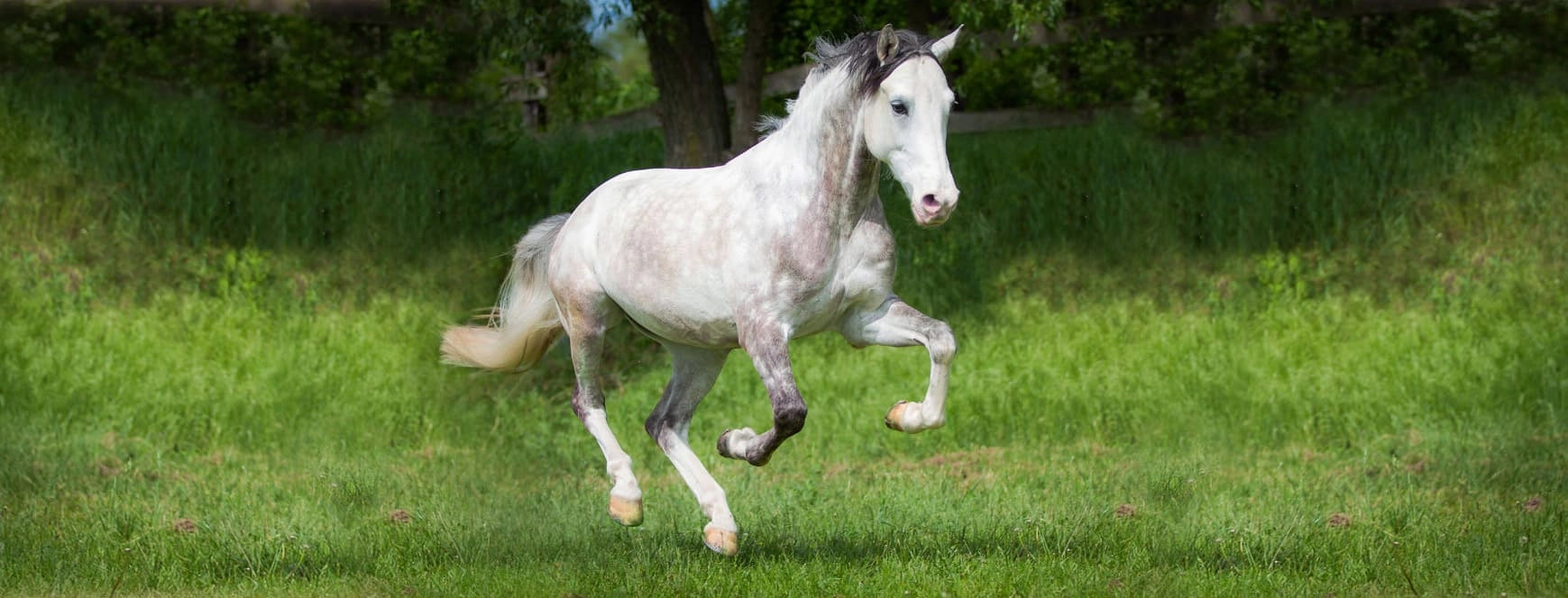BOXENGOLD (Pferd)