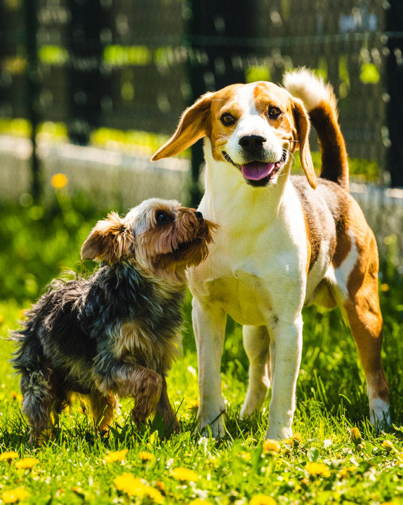 Das beste für deinen Hund